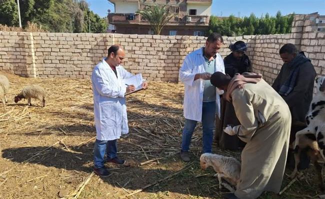 "بيطري قنا" يواصل الحملة القومية الأولى للتحصين ضد الحمى القلاعية