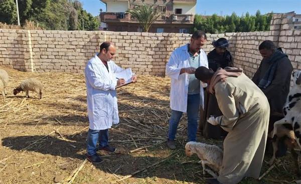 "بيطري قنا" يواصل الحملة القومية الأولى للتحصين ضد الحمى القلاعية