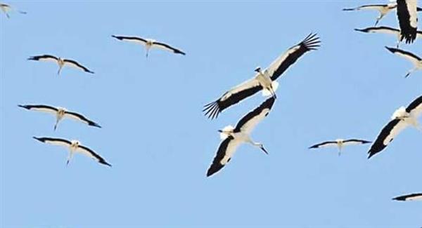 وزيرة البيئة تبحث سبل حماية مسارات الطيور المهاجرة في مصر