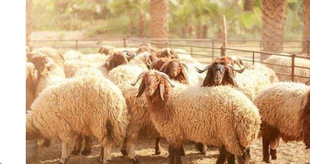 لجنة الفتوى توضح شروط إجزاء الأضحية الواحدة عن عدة أسر في منزل واحد