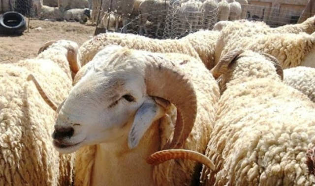 هل تجزئ الأضحية بكبش واحد عن الرجل وأهل بيته؟