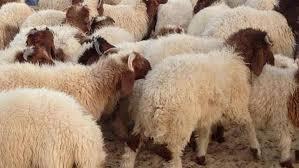  عيد الأضحى.. 4 عيوب تمنع صحة الأضحية شرعا