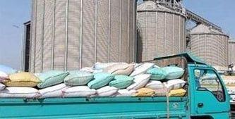 محافظ الشرقية: توريد 534 ألفًا و432 طن قمح للشون والصوامع حتى الآن