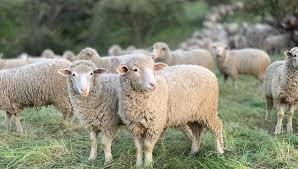 هل الأضحية تجزئ عن الشخص فقط أم جميع أفراد أسرته؟