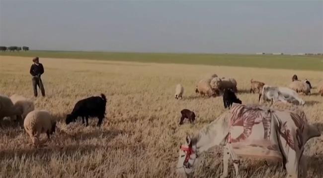 تقرير: ملايين السوريين في خطر.. جفاف كارثي يهدد الأمن الغذائي والزراعة
