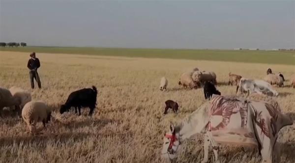 تقرير: ملايين السوريين في خطر.. جفاف كارثي يهدد الأمن الغذائي والزراعة