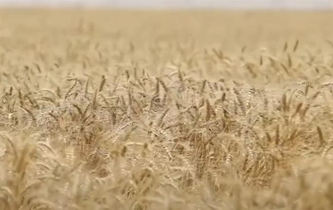 وزير الزراعة: الصادرات الزراعية تجاوزت 10 مليارات دولار وجودة المنتج المصري تعزز مكانته عالميًا