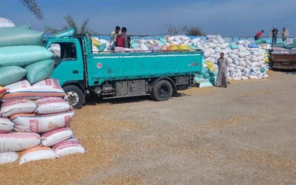 محافظ الشرقية: توريد أكثر من 560 ألف طن من القمح إلى مواقع التخزين  ​