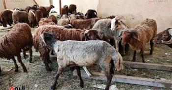   القومي للبحوث .. يكشف التأثيرات الضارة لتناول الدهون الحيوانية