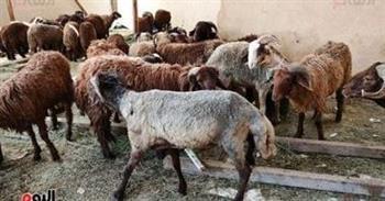 القومي للبحوث .. يكشف التأثيرات الضارة لتناول الدهون الحيوانية