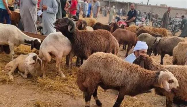 كيف تختار أضحية العيد .. نصائح مهمة قبل عيد الأضحى المبارك