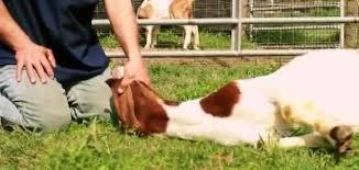   هل يجوز نحر خروف واحد كعقيقة عن مولود ذكر؟