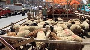 حظر إقامة شوادر الأضاحي بالطرق العامة بالإسكندرية