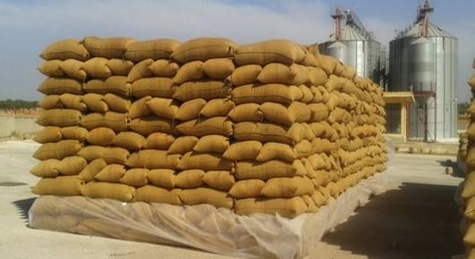  استلام  أكثر من 253  ألف طن قمح ببني سويف 