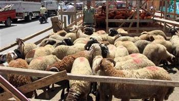   حملات مكثفة على شوادر وأماكن بيع الأضاحي قبل العيد 