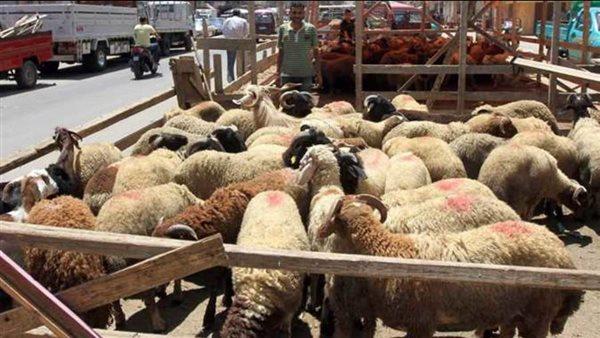 حملات مكثفة على شوادر وأماكن بيع الأضاحي قبل العيد