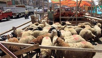   التموين: غرف عمليات لمتابعة الأسواق و9 شوادر لبيع الخراف الحية بـ225 جنيهًا للكيلو