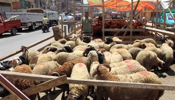 التموين: غرف عمليات لمتابعة الأسواق و9 شوادر لبيع الخراف الحية بـ225 جنيهًا للكيلو