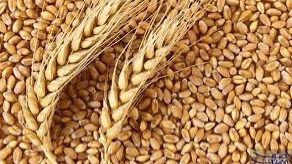 بعد 3 أسابيع من بدء الموسم.. توريد أكثر من 209 آلاف طن قمح بالوادي الجديد