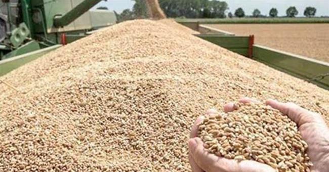 محافظ الشرقية يوجه بالتيسير على المزارعين في عملية توريد القمح