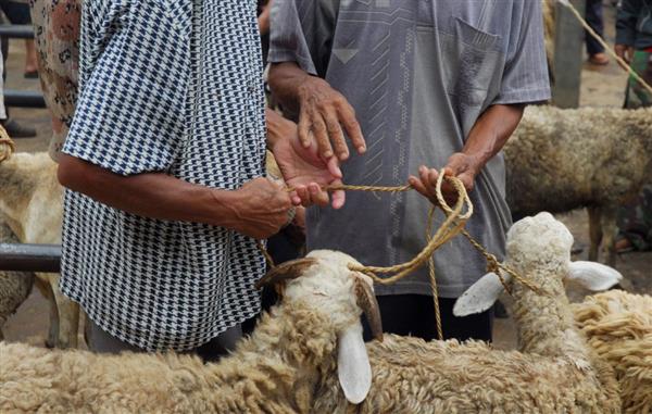 هل يجوز «الاقتراض» لشراء الأضحية؟
