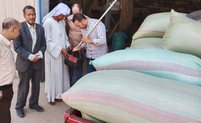 المنيا تتخطى المستهدف من محصول القمح بنسبة 131%
