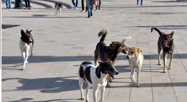 الجمعة.. "أطباء السويس" تبحث مشكلة الكلاب الضالة