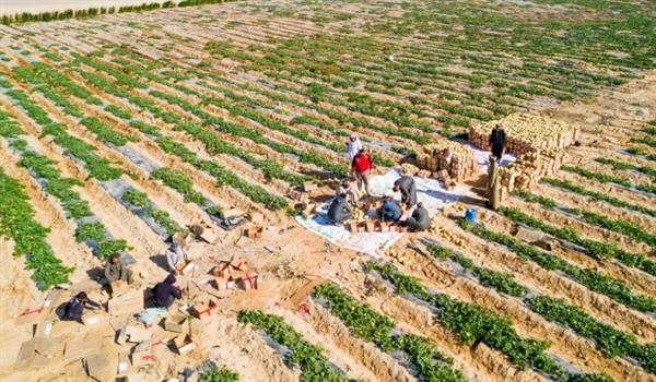 زراعة الأقصر تكشف حصاد جهود المديرية لشهر مايو الماضى