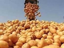 15 % ارتفاع في إنتاجية البطاطس والطماطم هذا العام