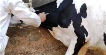   فحص 51 ألفا و503 رؤوس ماشية خلال حملات تفتيشية بـ 104 قرى في شمال سيناء خلال شهر