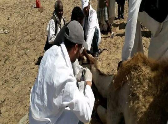 لدعم الثروة الحيوانية.. جهود مكثفة للطب البيطري فى البحر الأحمر