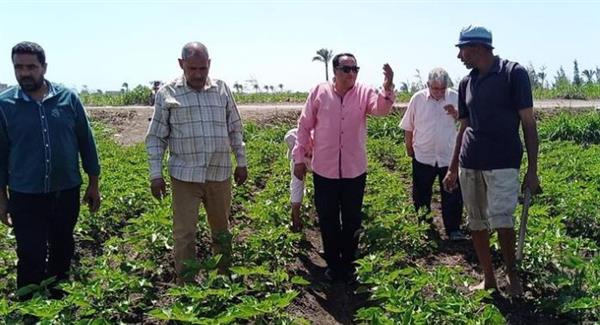 زراعة دمياط: الانتهاء من زراعة 42 ألف فدان من الأرز حتى الآن