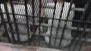 خلال ساعات.. نظر محاكمة 17 متهما بقضية "خلية العجوزة الثانية"