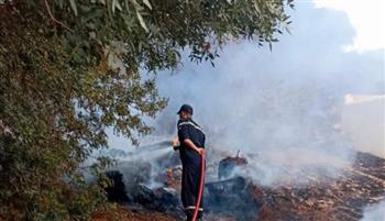   السيطرة على حريق اندلع فى أشجار بطريق "أوسيم ـ البراجيل"