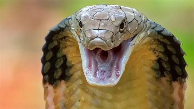 صدق أو لا تصدق.. طفل يعض أفعى كوبرا حتى الموت