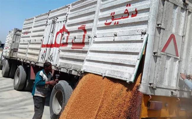 محافظ أسوان: 2ر553 ألف طن إجمالي القمح المورد ضمن موسم الحصاد الحالي