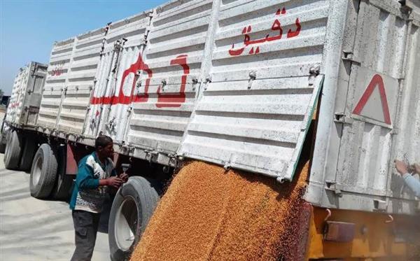 محافظ أسوان: 2ر553 ألف طن إجمالي القمح المورد ضمن موسم الحصاد الحالي