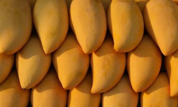"المانجو.. الفاكهة المظلومة: بين سحر الطعم وكنوز التغذية"
