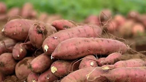 البطاطا الحلوة.. كنز غذائي يجمع المذاق والفوائد الصحية