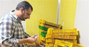 ضبط طن و700 كيلو دواجن فاسدة خلال حملة مكبرة فى الغربية