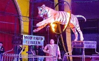 سيرك فانتازيا الإيطالي يواصل عروضه العالمية في مارينا 2 حتى 20 سبتمبر