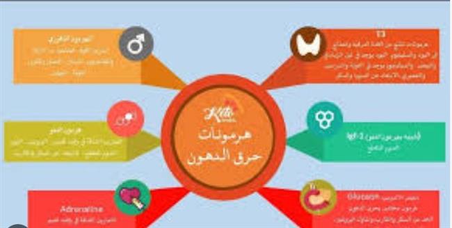 3 هرمونات إذا خرجت عن السيطرة توقف حرق الدهون… حتى مع الدايت والرياضة