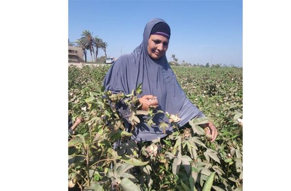 الذهب الأبيض فتح في غيطان الصعيد