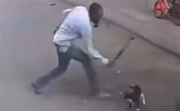   كشف ملابسات فيديو تضمن قيام أحد الأشخاص بالتعدى بالضرب على قطة بالإسكندرية