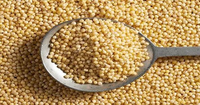 الدُخن : بديل صحي للدقيق الأبيض والرز مع فوائد غذائية مذهلة