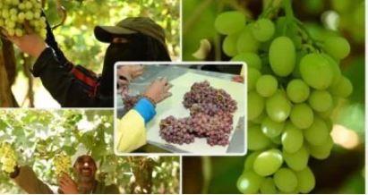 الزراعة: فتح 8 أسواق تصديرية جديدة لعدد من المحاصيل الزراعية المصرية