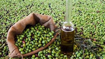   تعافي أكبر منتج لزيت الزيتون عالميا بعد أزمة غير مسبوقة بـ أسبانيا