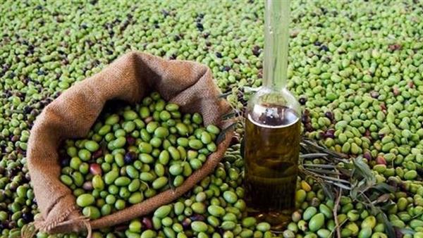 تعافي أكبر منتج لزيت الزيتون عالميا بعد أزمة غير مسبوقة بـ أسبانيا