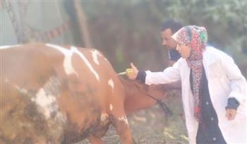   محافظ الجيزة: تحصين 160 ألف رأس ماشية ضمن الحملة القومية الثانية