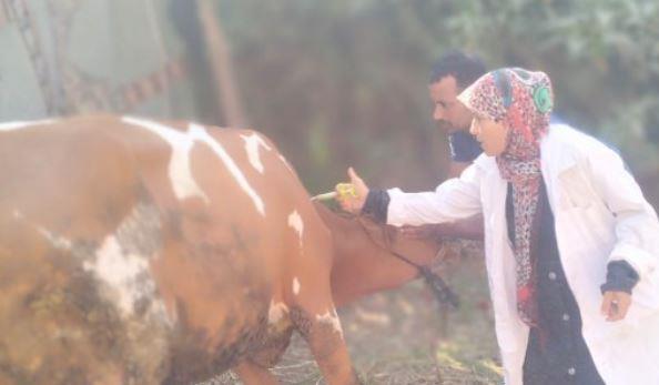 محافظ الجيزة: تحصين 160 ألف رأس ماشية ضمن الحملة القومية الثانية